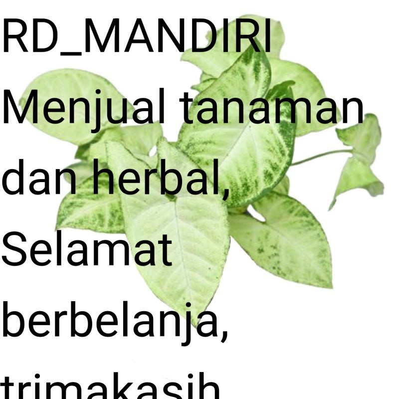 

Daun keladi tikus segar kemasan 100gram