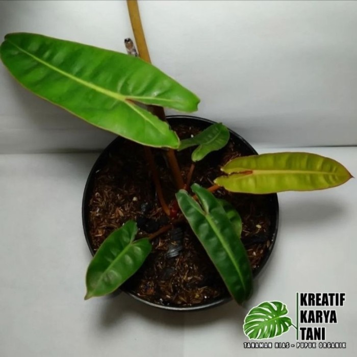 Tanaman hias philodendron bilitiae kabel busi - Kabel busi original - ANAKAN