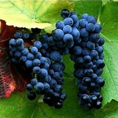 Bibit Tanaman Buah Anggur Lokal Hitam