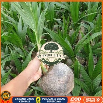 Bibit Kelapa Hibrida Hijau Jumbo Asli Bibit Tanaman Super Unggul UD ANEKA BIBIT ID
