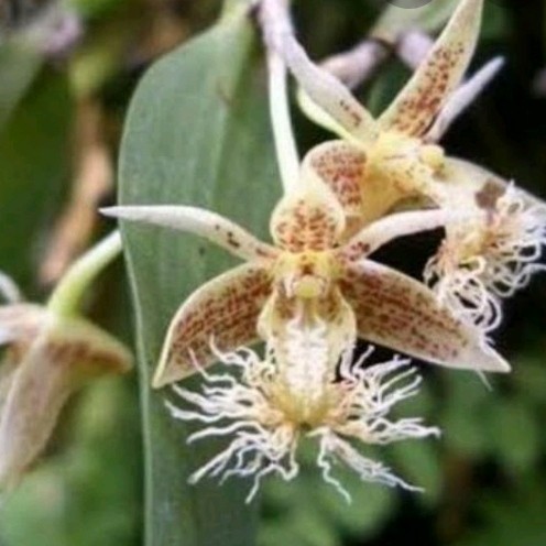 

Ready stok New Promo Anggrek Flickingeria Angulata anggrek tulang