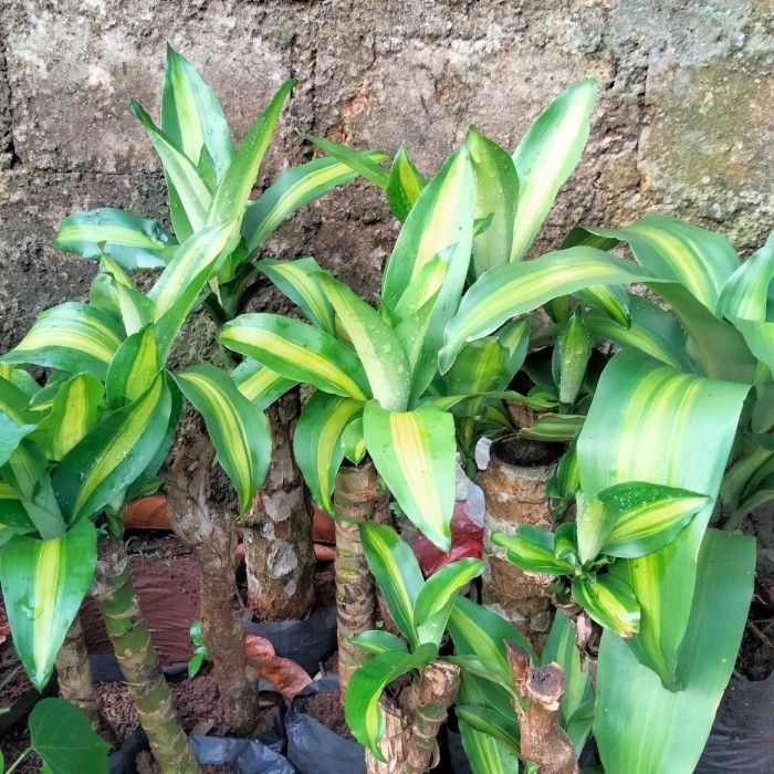 tanaman hias hanjuang kuning.