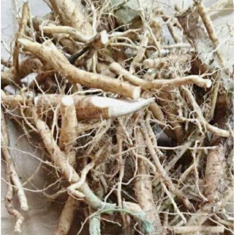 

KUKURING Akar Sidagori Sidaguri Segar Fresh 1Kg Murah