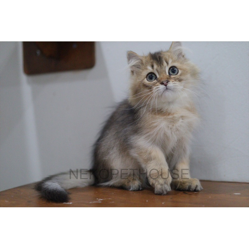 British Longhair Black Golden Kucing Anak Kucing Kitten Lucu Gemas