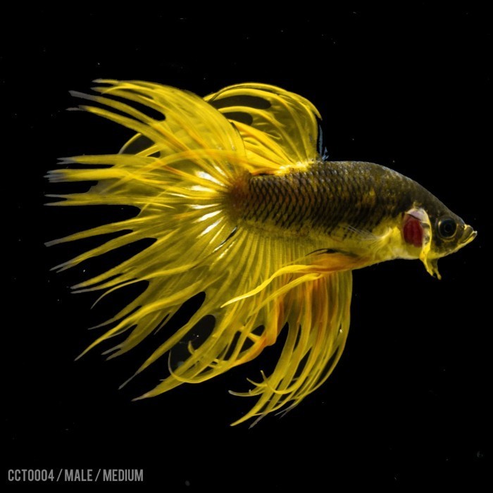 Betta Yellow Crowntail Serit / Cupang Serit