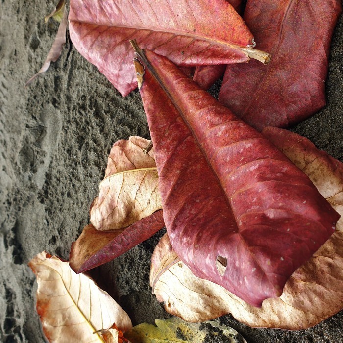 

daun ketapang laut kering utuh