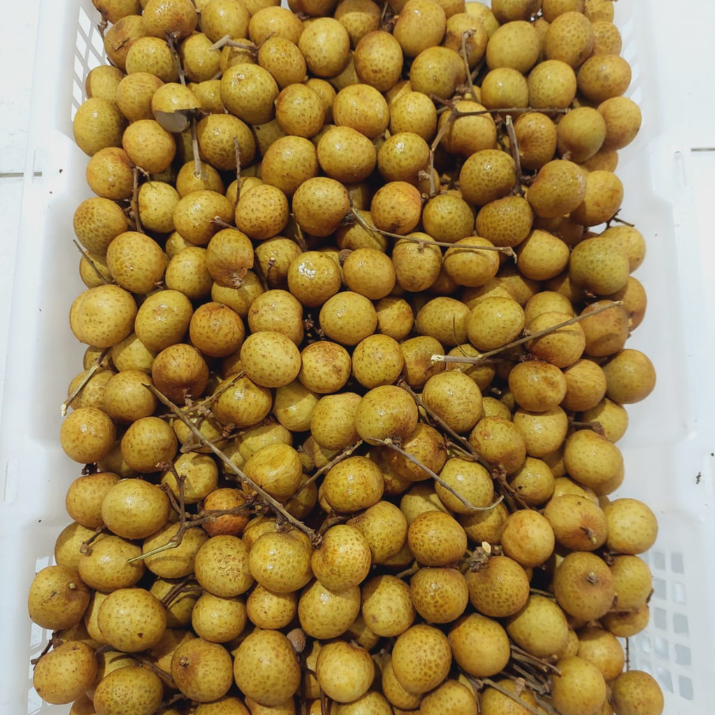 

Buah Lengkeng Emas SK 1 Kg