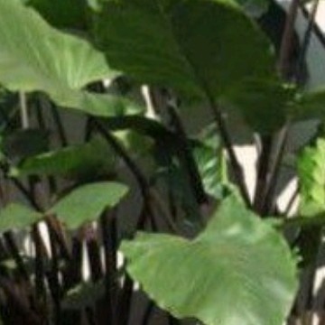 Promo Tanaman hias Sente Hijau / Batang hitam/keladi Batang hitam COD Ready stok silahkan di order