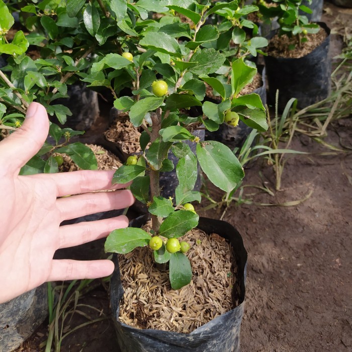 BIBIT TANAMAN CHERRY JEPANG ASLI