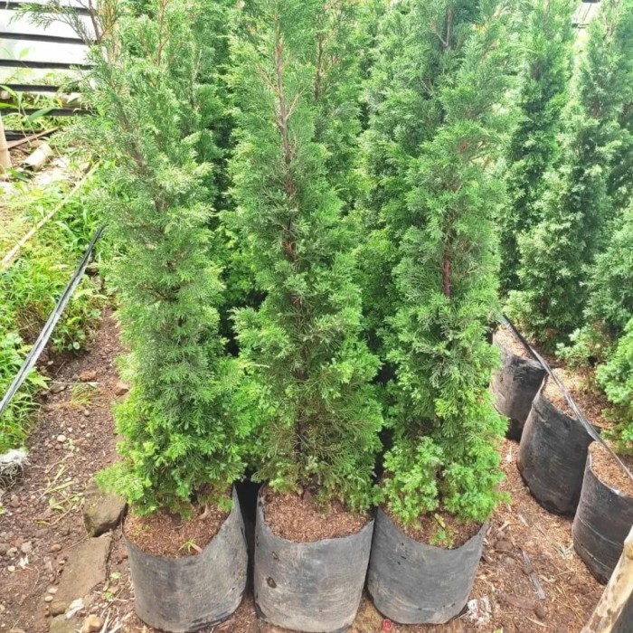 TANAMAN HIAS CEMARA LILIN 1 METER