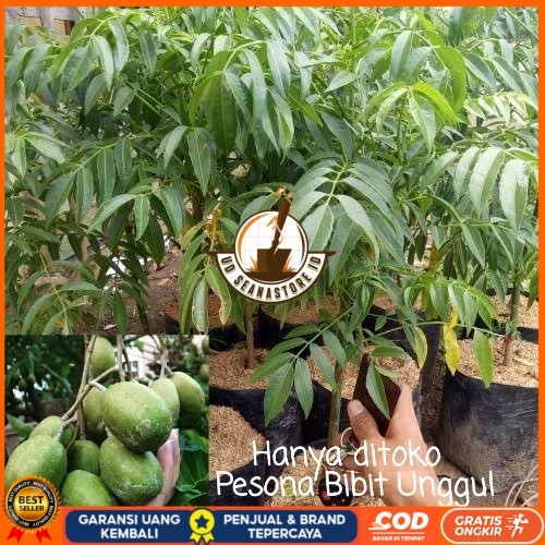 Bibit Kedondong mini Buah lebat Bibit Tanaman Super Unggul UD SEANASTORE ID