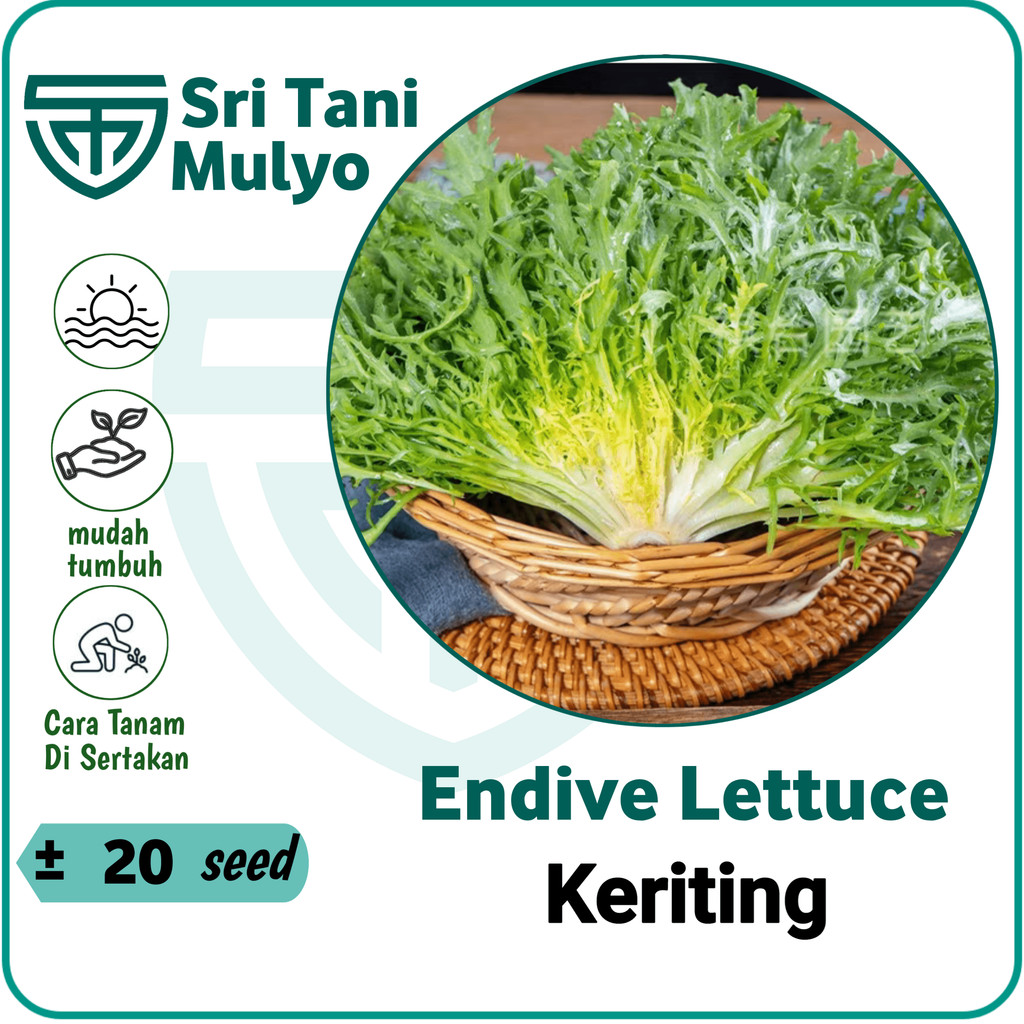 ( 20 Butir ) Benih Endive keriting | Lettuce Curly Endive - Sri Tani Mulyo