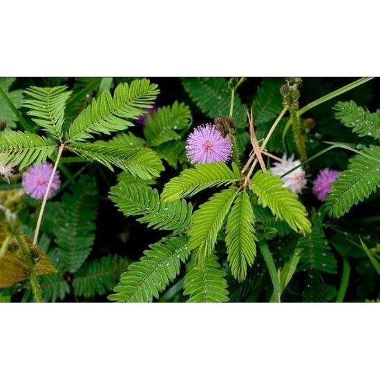 

REMPAH Putri Malu Segar 200 Gram Tanaman Herbal Organik Asli