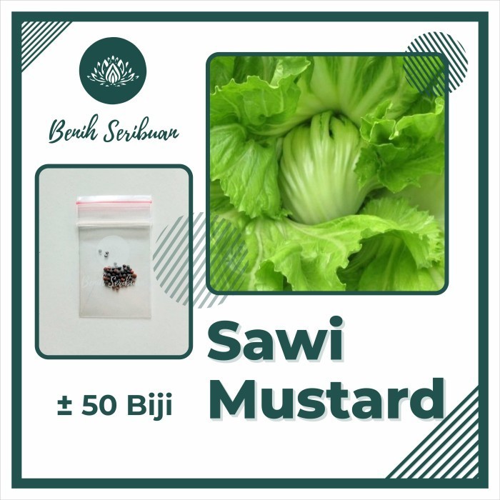 50 Benih Sawi Mustard Head Lettuce Known You Seed Bibit Sayur Unggul - SAWI MUSTARD