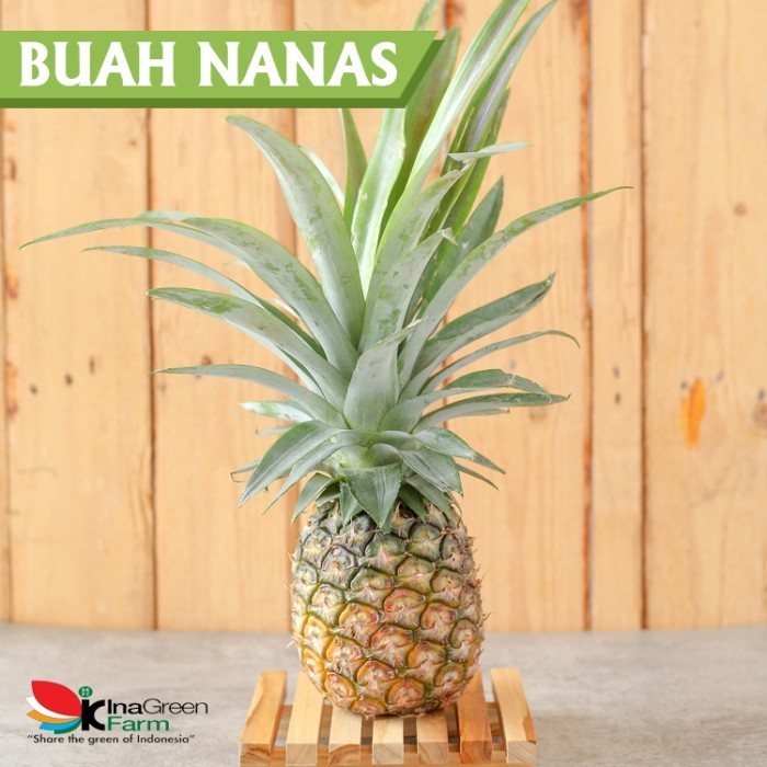 

Inagreen Farm Bandung Buah Nanas Madu Subang