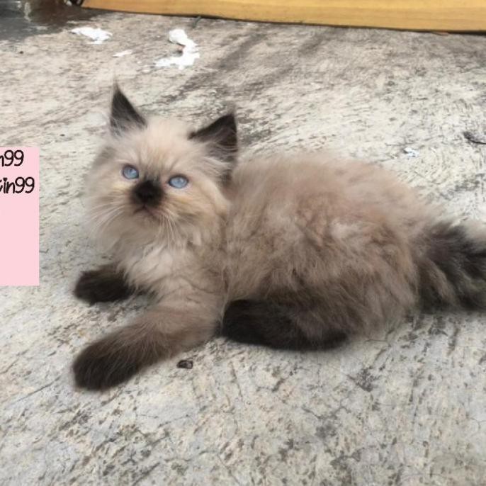 anak kucing persia kitten long hair jantan