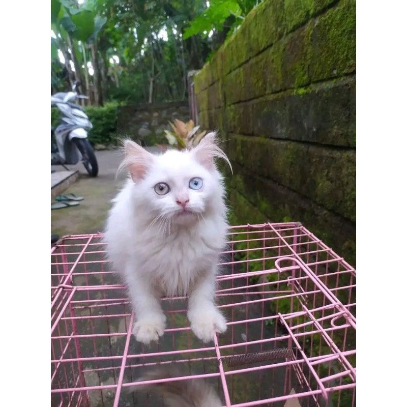 kucing persia maincone  odd eye