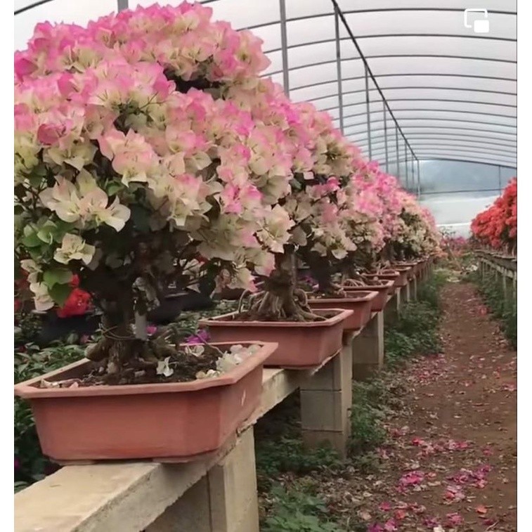 Tanaman hias bunga Bougenville Bengawan Solo bibit ori