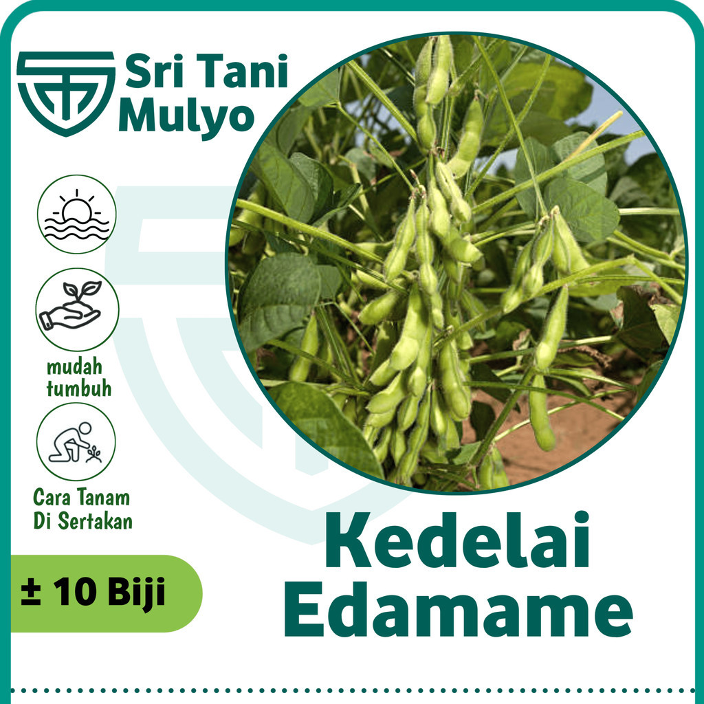 10 Biji - Benih Kacang Kedelai EDAMAME Lokal - Bibit Kedelai Benih Sayuran