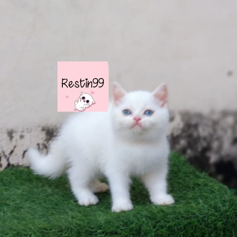 anak kucing kitten British mix scotis short hair /  restin99 / bukan anggora/ persia/ragdol/peaknose