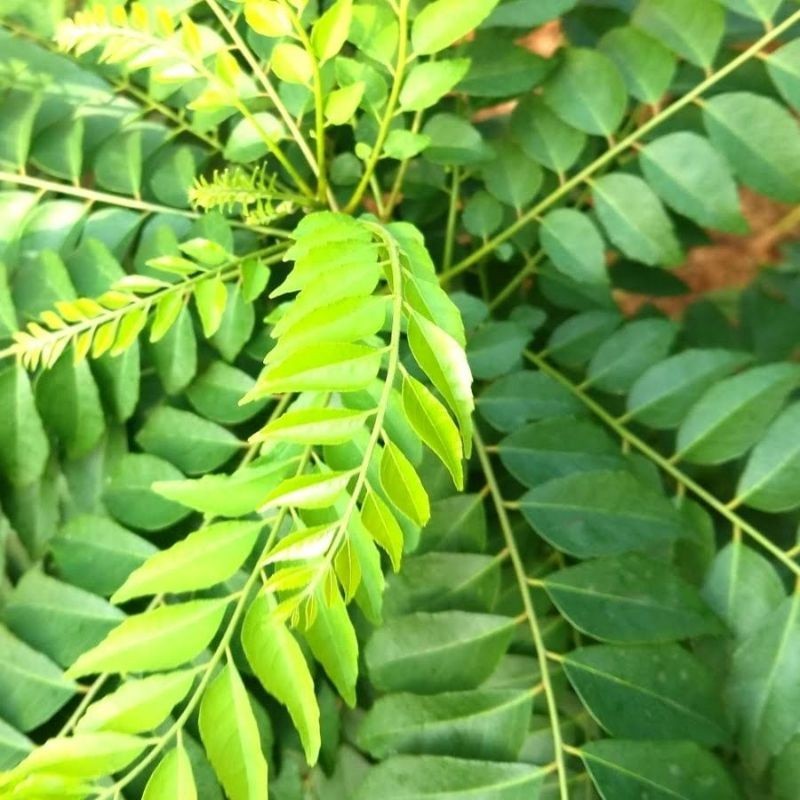 

DAUN KARI SALAM KOJA SEGAR 15 TANGKAI