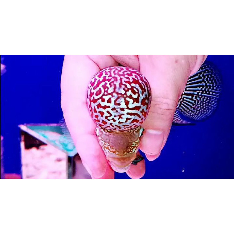 BIOTA Burayak louhan Kamfa F3Red