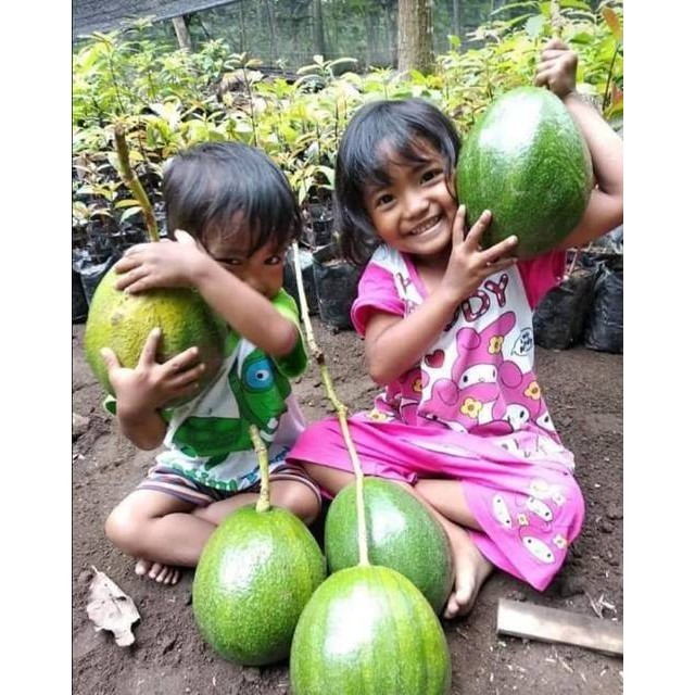 Bibit Alpukat Markus Jumbo Okulasi