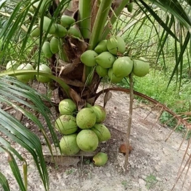 BIBIT KELAPA KOPYOR SUPER GENJAH