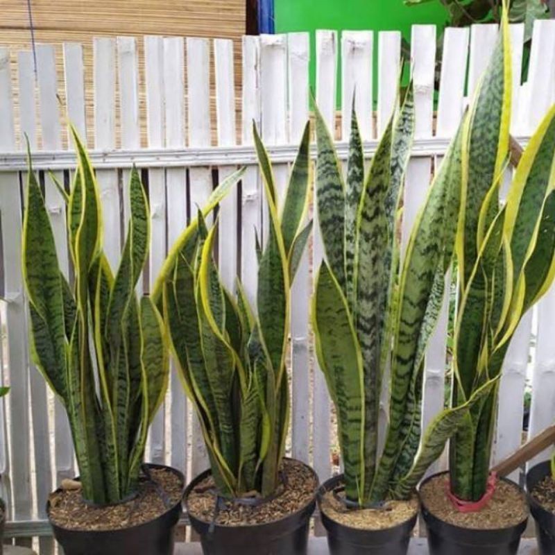 sensivera lidah mertua tinggi 1 meter tanaman hias