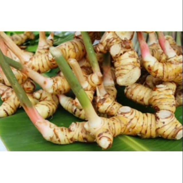 

Lengkuas Segar atau Laja Bumbu bisa herbal 500 gram