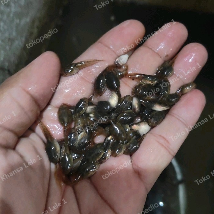 Paket 100 ekor Kecebong Umpan Pancing/Pakan Ikan Predator