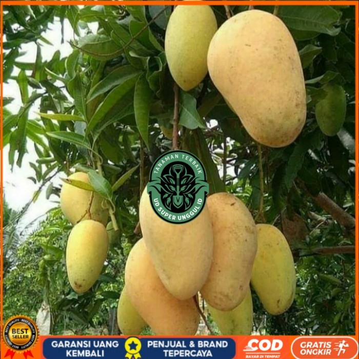 BIBIT TANAMAN BUAH MANGGA CHOKANAN/ MANGGA COKANAN ASLI VALID Bibit Tanaman valid UD SUPER UNGGUL ID