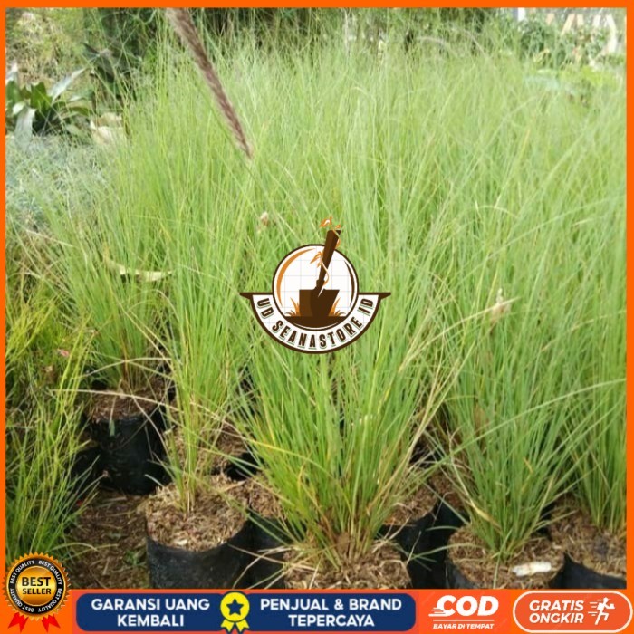 Bibit Tanaman Alang Alang Ekor Kuda/ Alang-Alang Ekor Kuda Bibit Tanaman Super Unggul UD SEANASTORE 