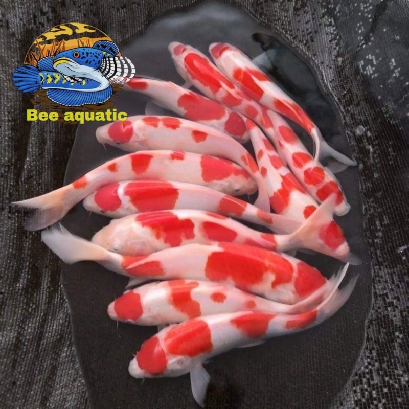 Hiasan kolam PROMO Paket Hemat Ikan Koi Blitar Murah