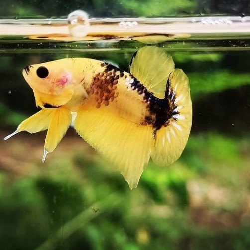 Ikan Cupang Yellow Fancy