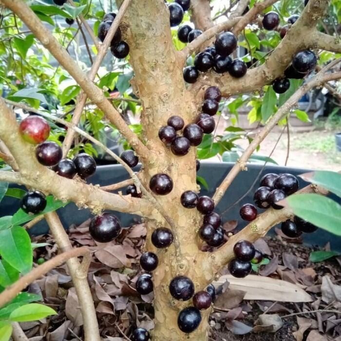 Bibit Anggur S REY Pohon brazil preco siap berbuah tambulanpot