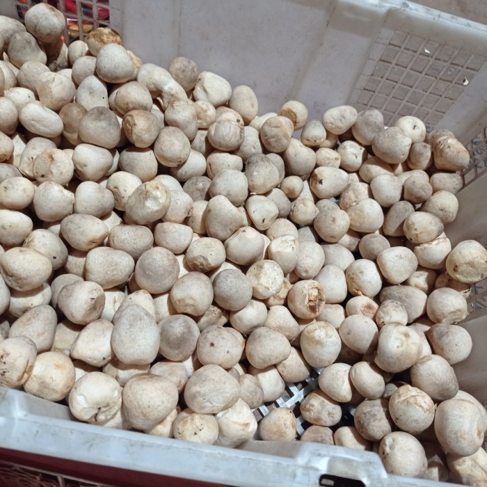 

jamur merang bulat segar 1kg