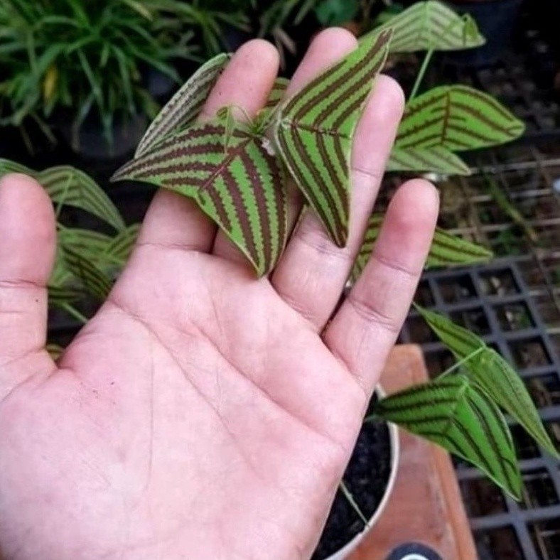 PROMO ( BISA COD ) PROMO Bunga Hias Kupu-Kupu Batik Oxalis / Tanaman Hias Hidup Kupu-Kupu Batik Mera