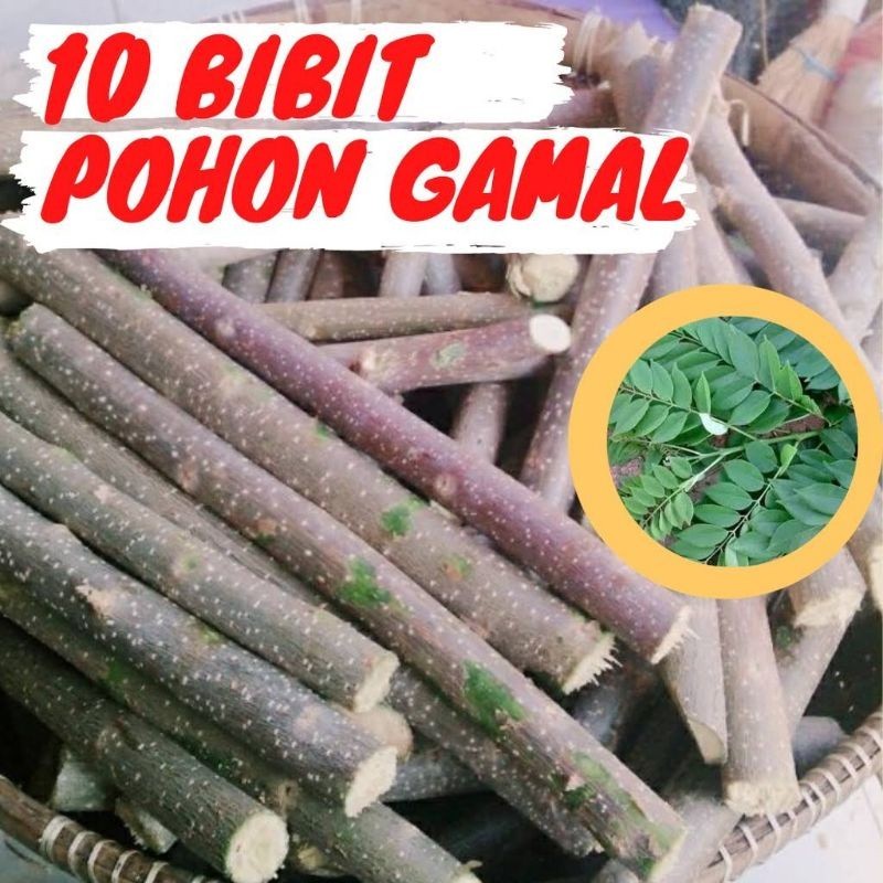 

BIBIT BENIH STEK POHON GAMAL 30 CM