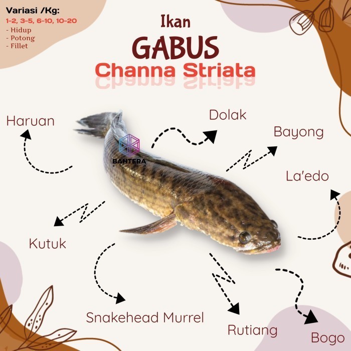 

TERBARU // IKAN GABUS KONSUMSI (HIDUP) VIA GOSEND/GRAB KILOAN ISI 6-10 - Isi 6-10 Ekor