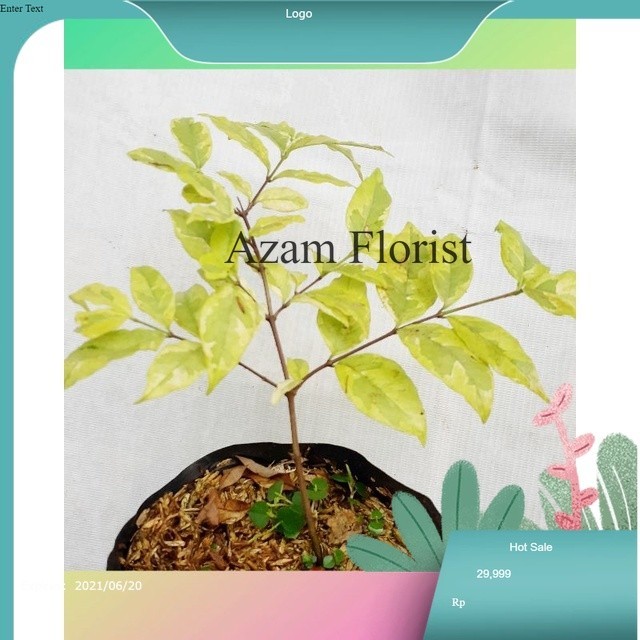 tanaman hias anting putri kuning/Bibit tanaman hias anting putri kuning