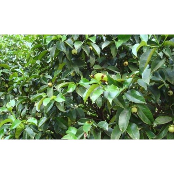 

Promo Daun Manggis Segar 1 Kg