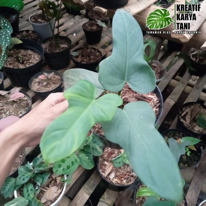 Tanaman hias philodendron violin - Violin golden - Violin silver - VIOLIN SILVER