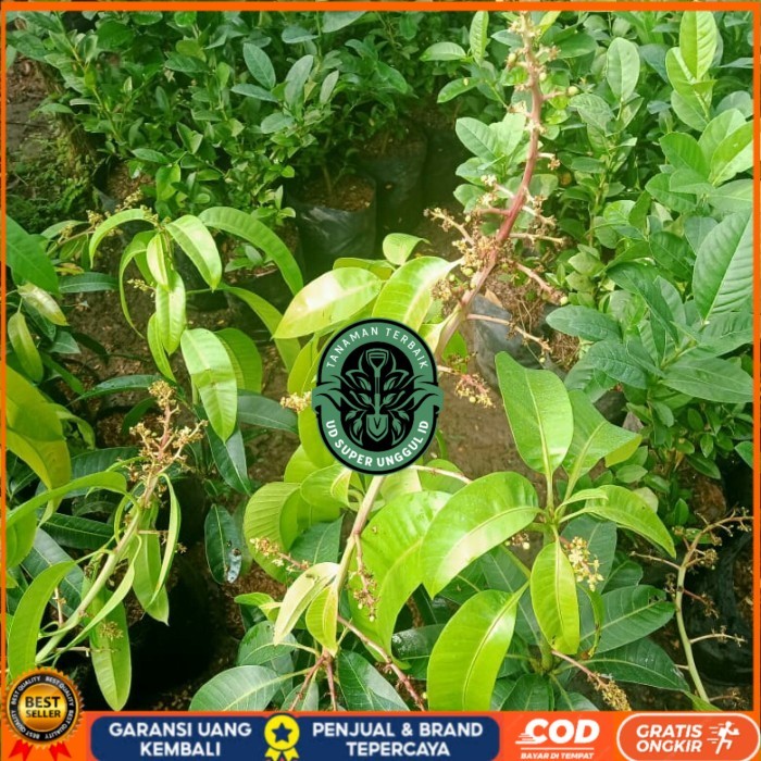 TANAMAN BUAH MANGGA SUDAH BERBUNGA JENIS KIOJAY,CHOKANAN,HARUM MANIS Bibit Tanaman valid UD SUPER UN