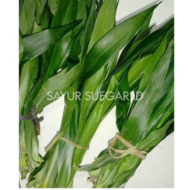 

Daun suji / 1 ikat