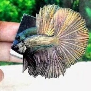 IKAN CUPANG HIAS HALFMOON COPPER