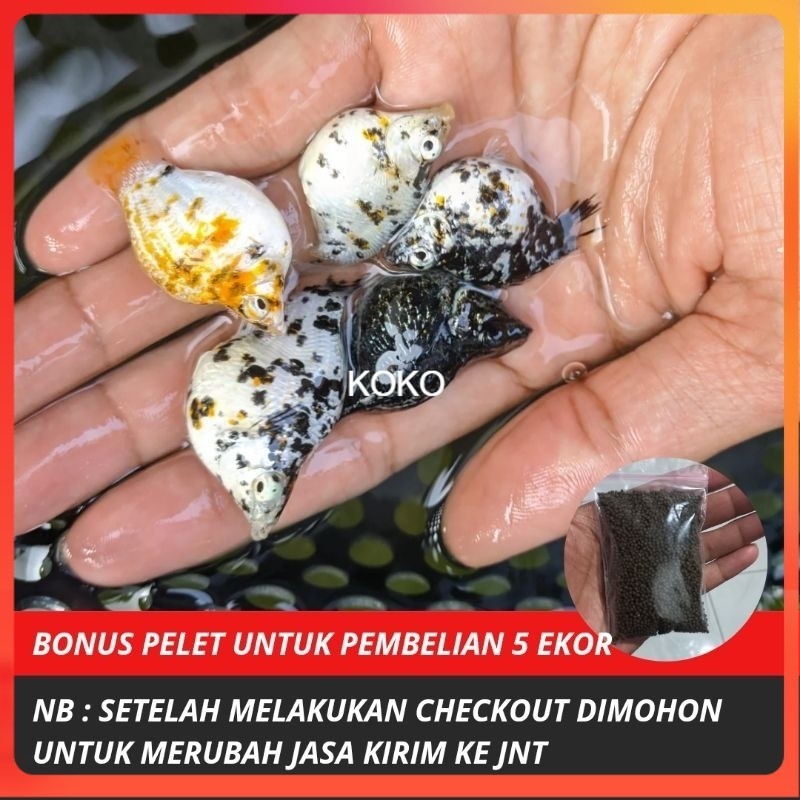 Dekorasi Aquarium Molly Marble indukan