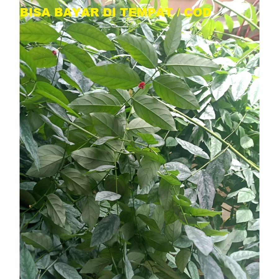 

Daun Katuk Segar 100 gram untuk pelancar ASI
