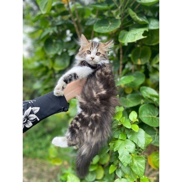 jual kucing maine coon / mainecoon jantan kitten