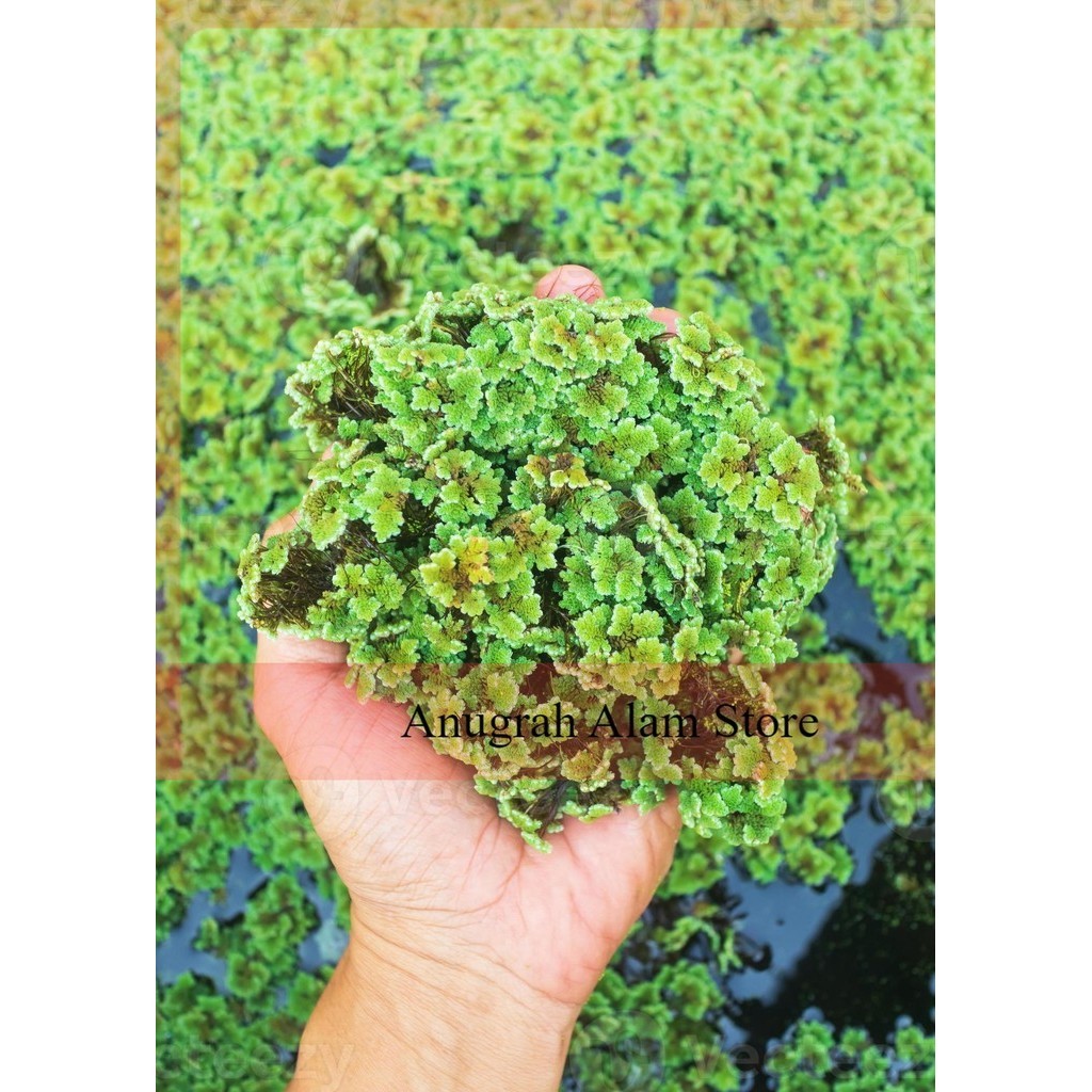 BIBIT AZOLLA 1KG UNTUK PAKAN IKAN DAN AYAM MURAH